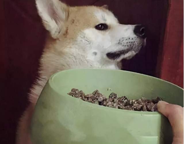狗狗挑食不吃狗粮怎么办