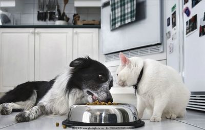 狗 猫图片